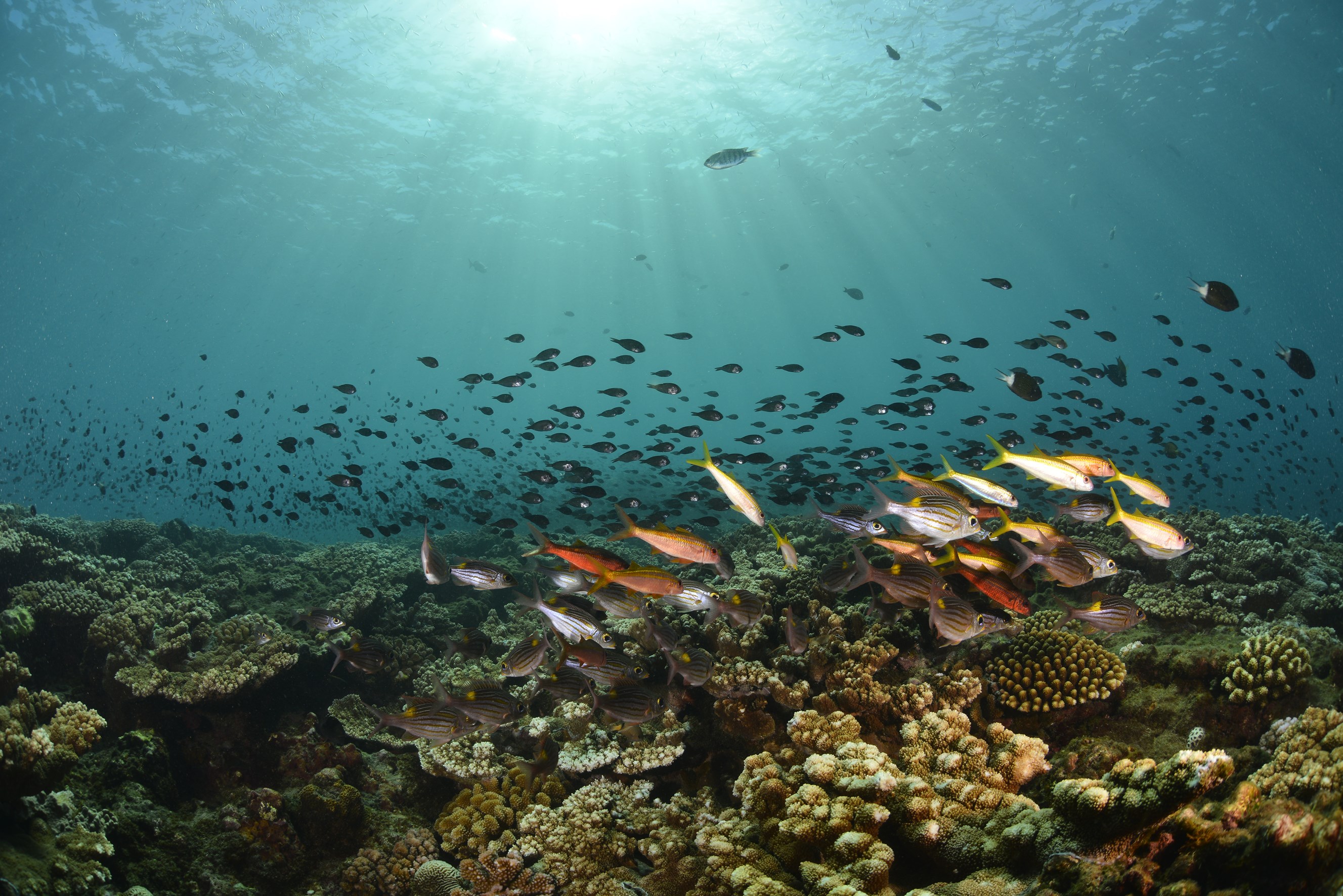 Combiné Réunion & Maurice