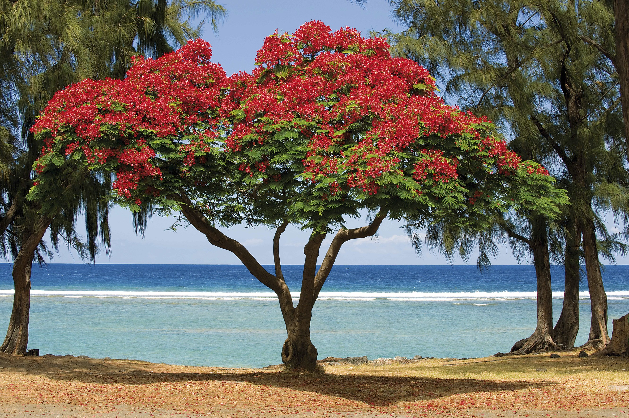 La Réunion Nature