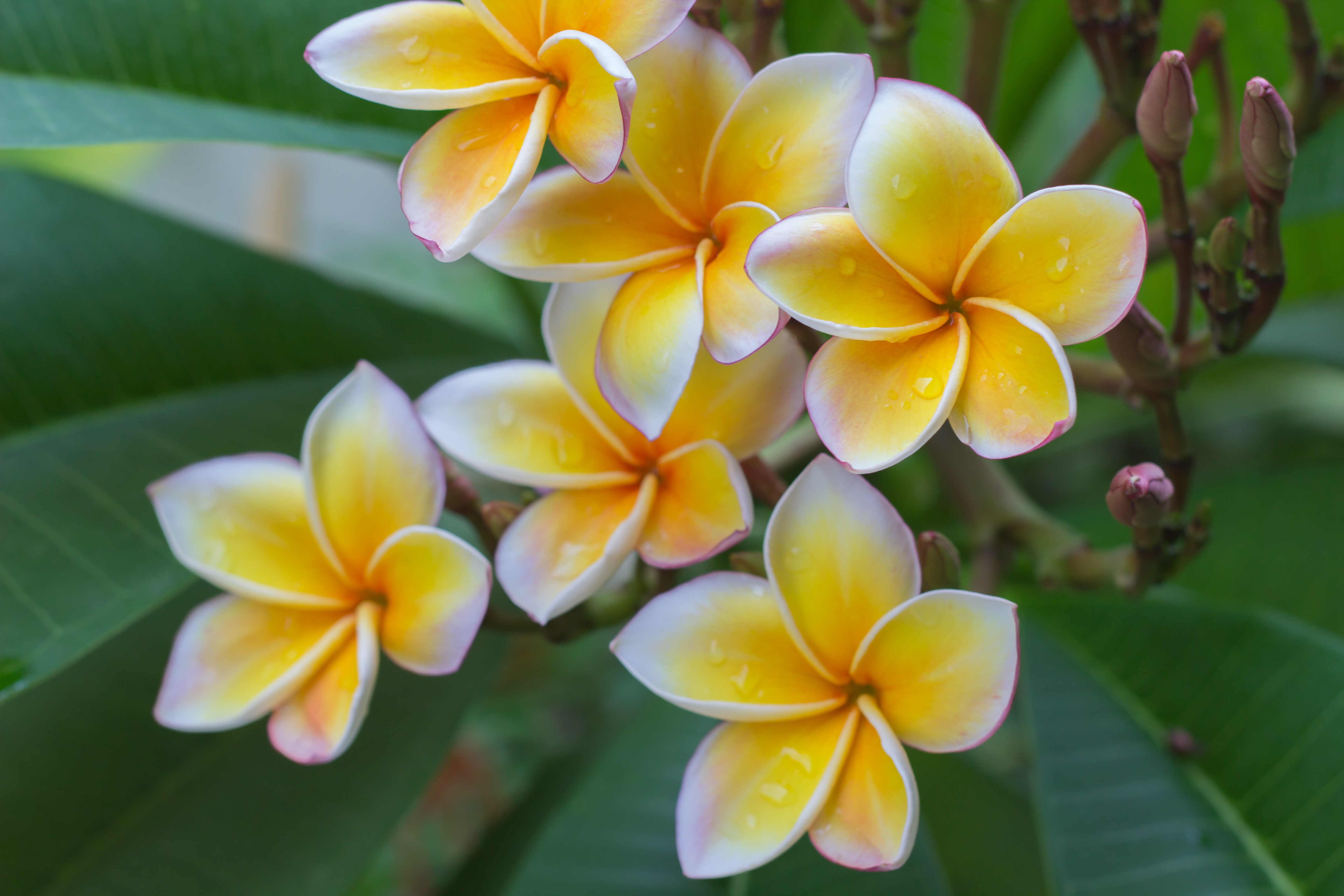 La Réunion Nature