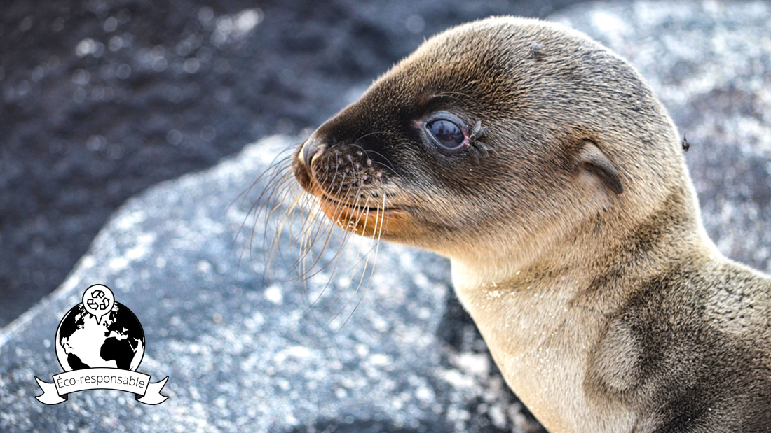L'Essentiel des Galapagos