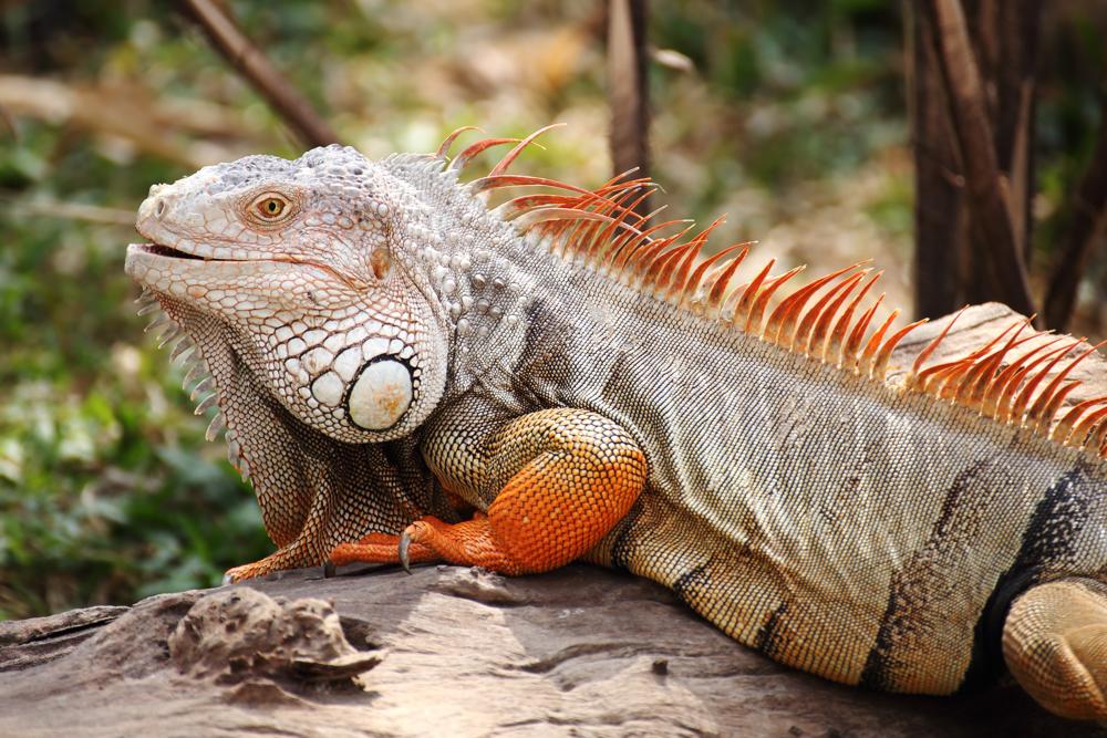 L'Essentiel des Galapagos