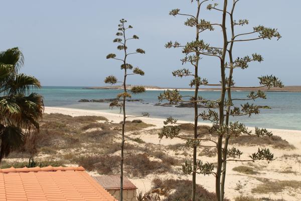 Orquidea Guest House