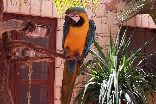 Orquidea Guest House