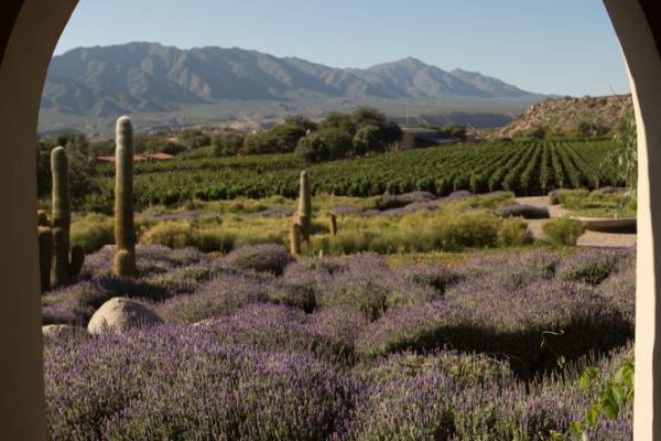 Estancia Colomé